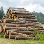 Stammholz – Fichte