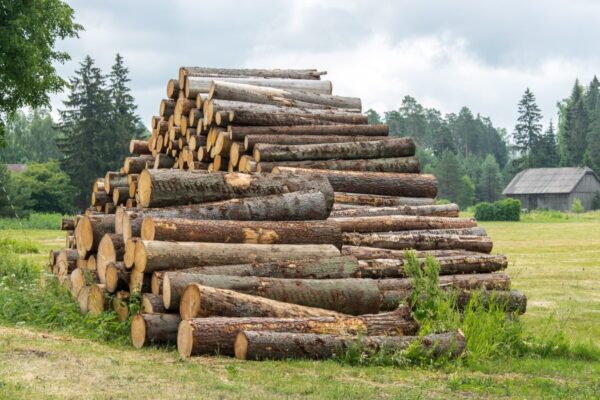 Stammholz – Fichte - Image 3