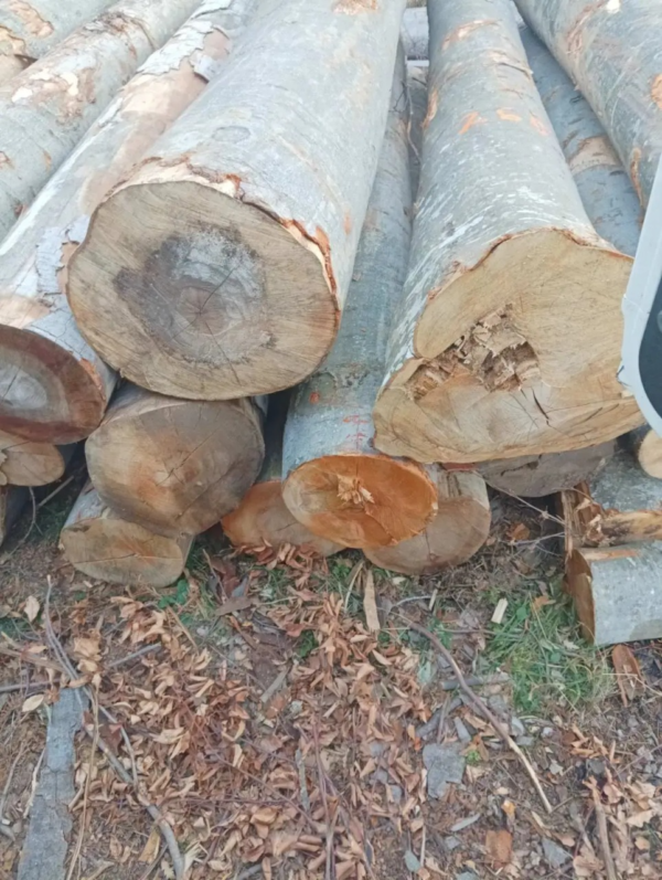 Stammholz – Buche - Image 2