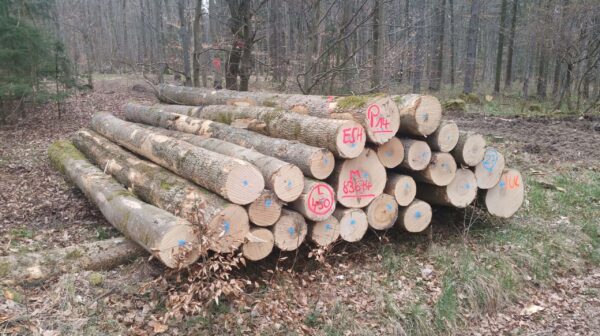 Stammholz – Esche - Image 4