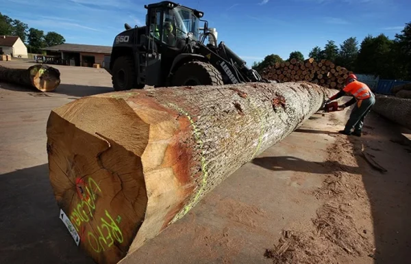 Stammholz – Eiche - Image 5