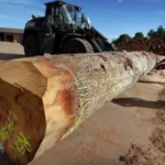 Stammholz – Eiche - Image 2